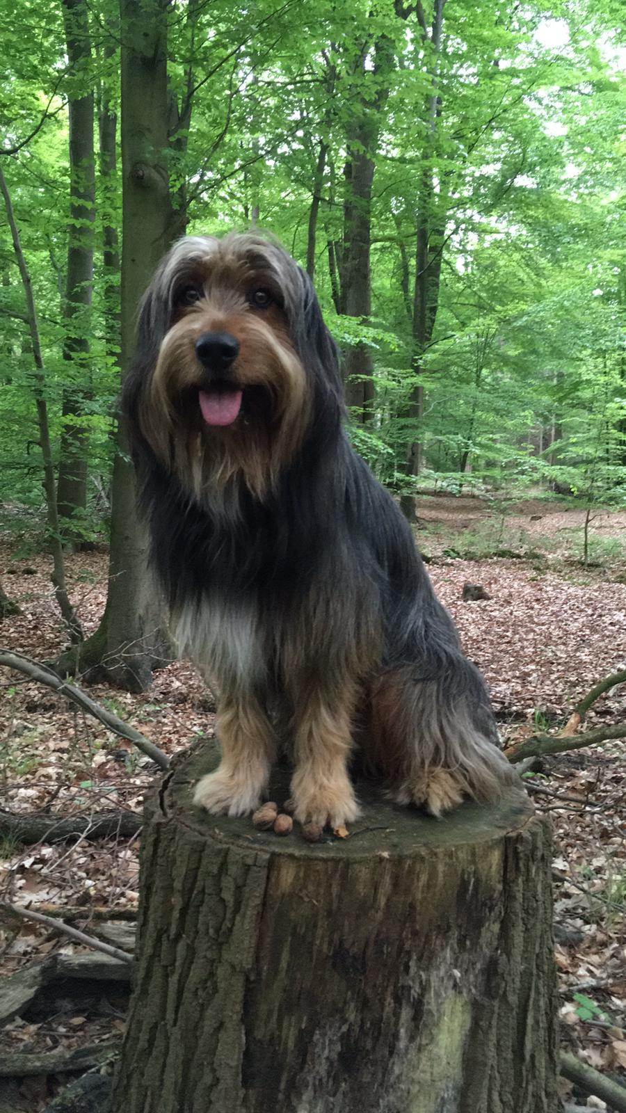 Wäller von der Straubenhalde